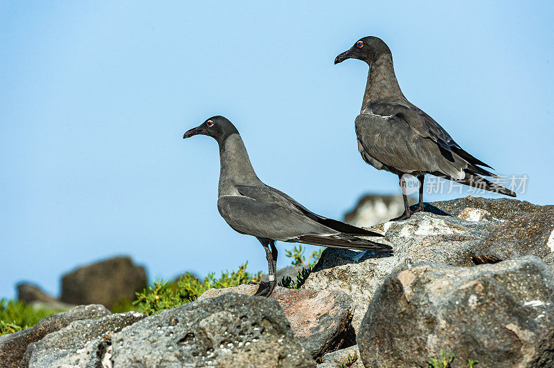 熔岩鸥，Larus fuliginosus, isllote Mosquera, Mosquera岛，加拉帕戈斯群岛国家公园，厄瓜多尔。罕见的。